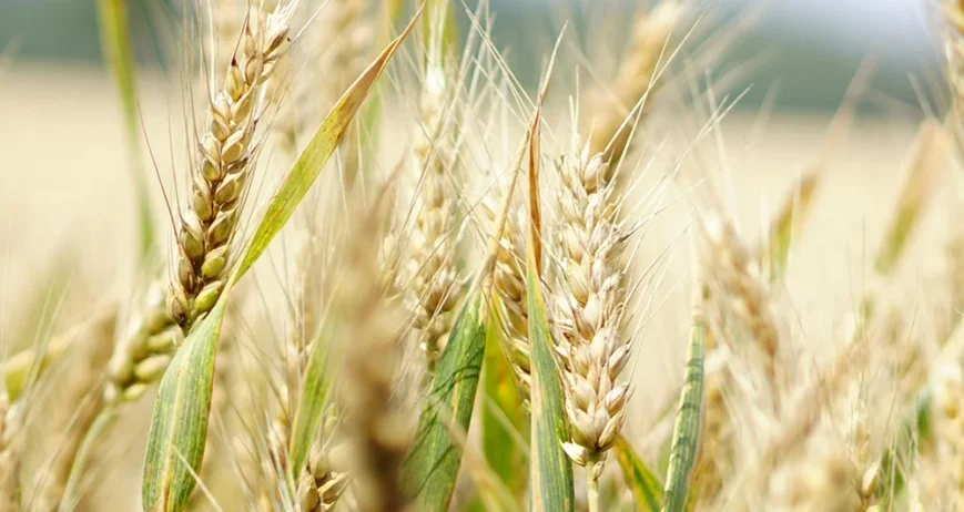 We grow fresh, organic produce using clean methods that protect nature, healthy food.