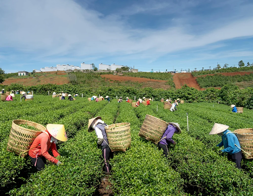 Organic farms avoid toxic inputs, improve soil health, grow clean, sustainable food that supports nature.